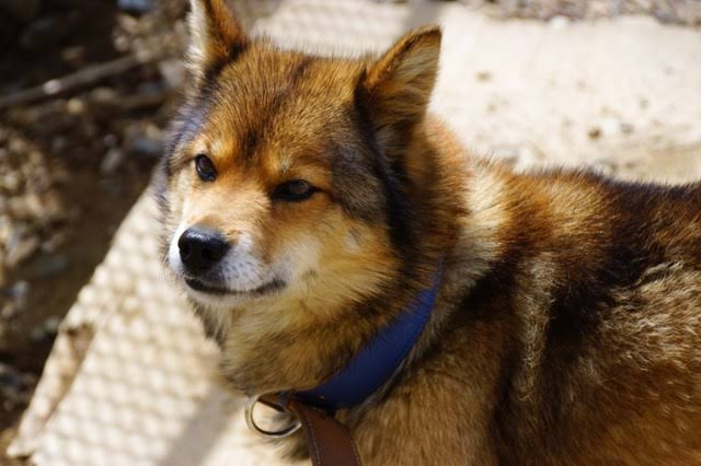 珍しい犬種が見たい