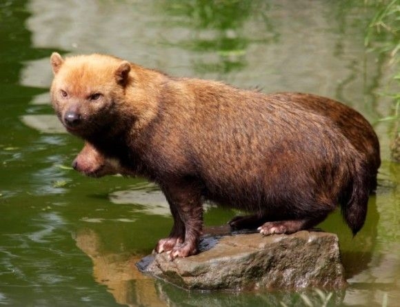 珍しい犬種が見たい