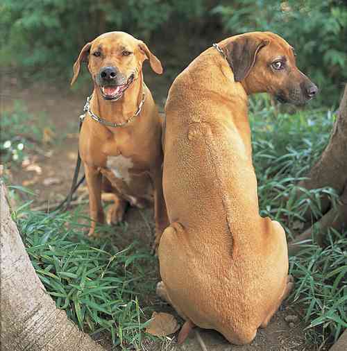 珍しい犬種が見たい