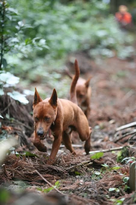 珍しい犬種が見たい