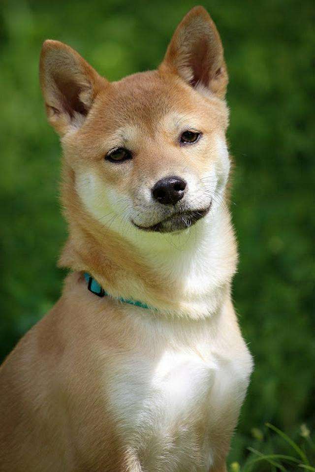 珍しい犬種が見たい