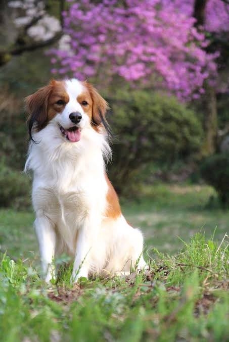 珍しい犬種が見たい