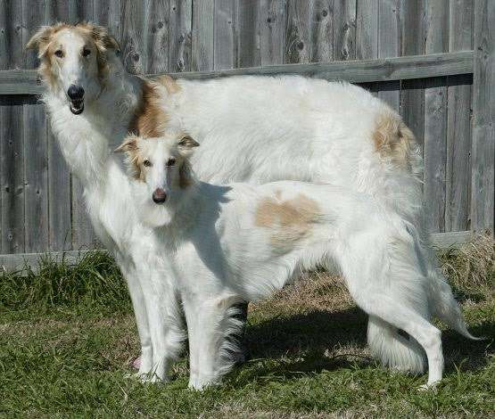 珍しい犬種が見たい