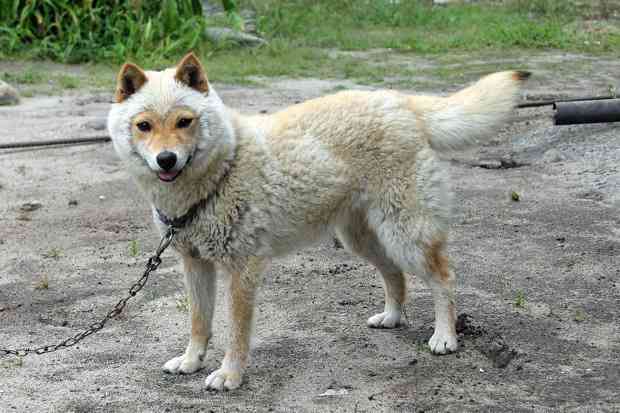 珍しい犬種が見たい