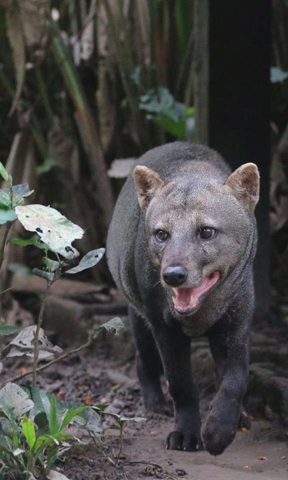 珍しい犬種が見たい