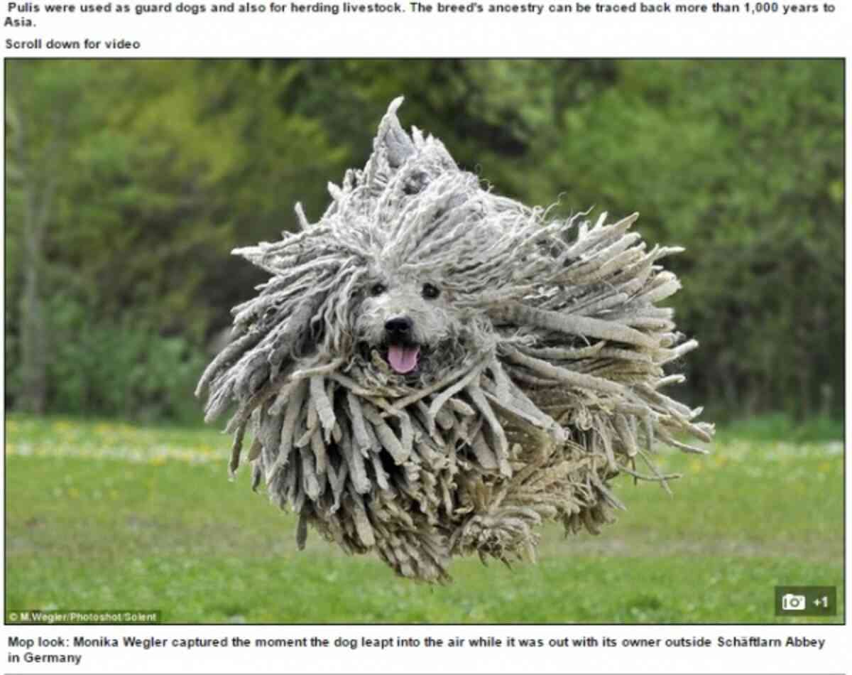 珍しい犬種が見たい