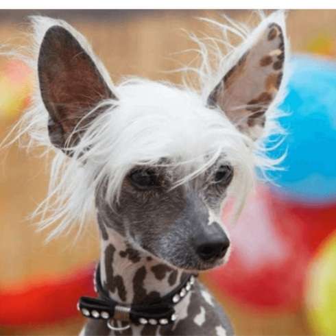 珍しい犬種が見たい