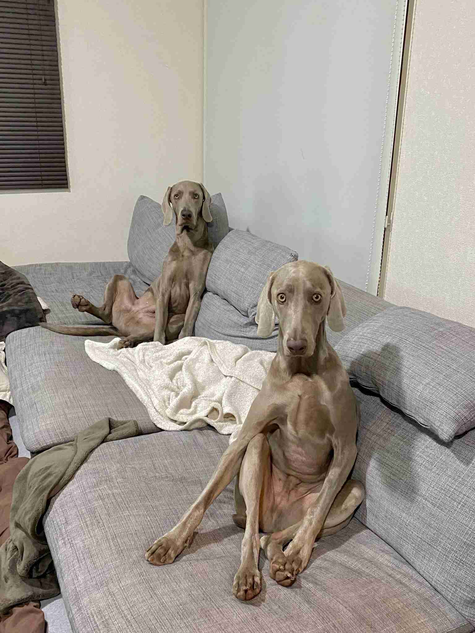 珍しい犬種が見たい