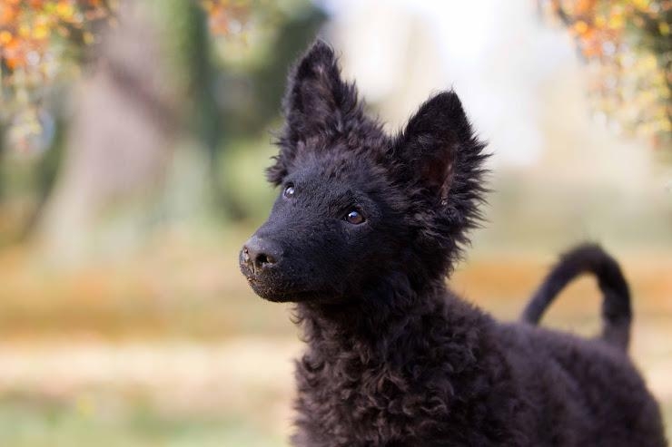 珍しい犬種が見たい