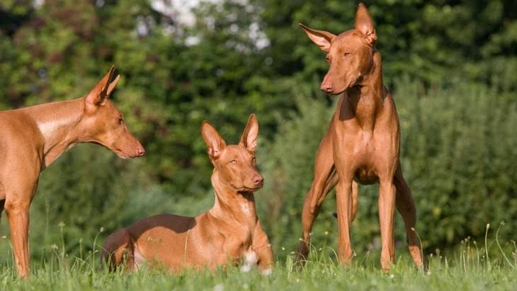 珍しい犬種が見たい
