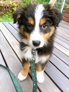 珍しい犬種が見たい