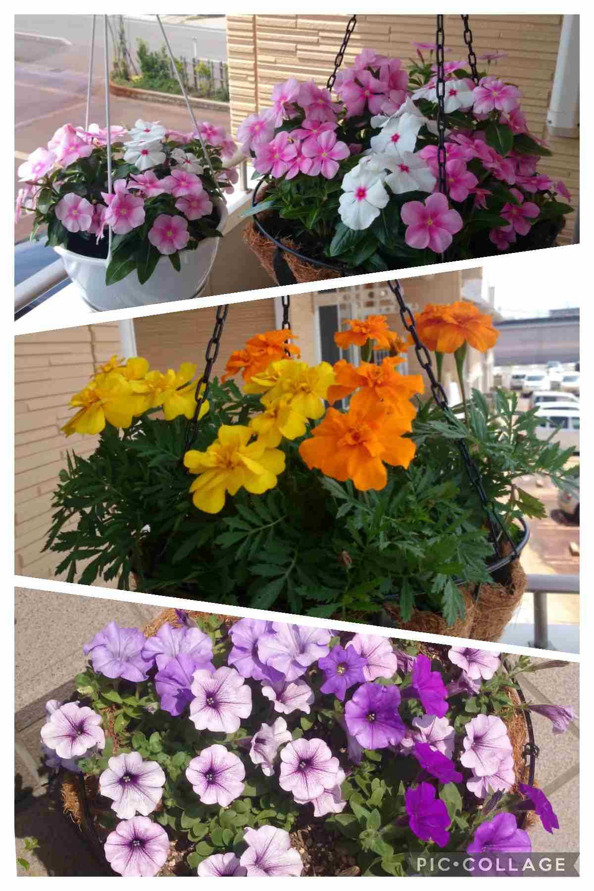 ガーデニング好きな人お話しましょう!