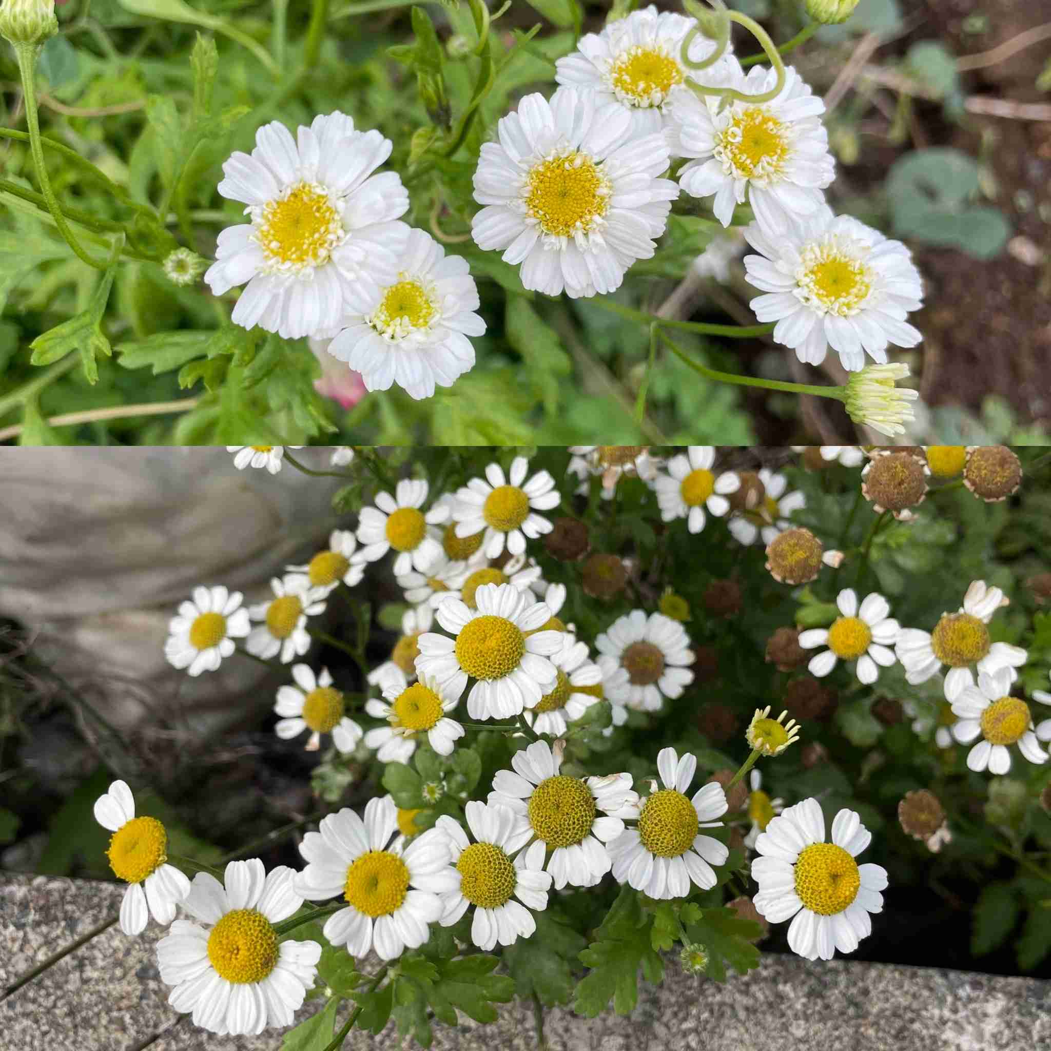 ガーデニング好きな人お話しましょう!