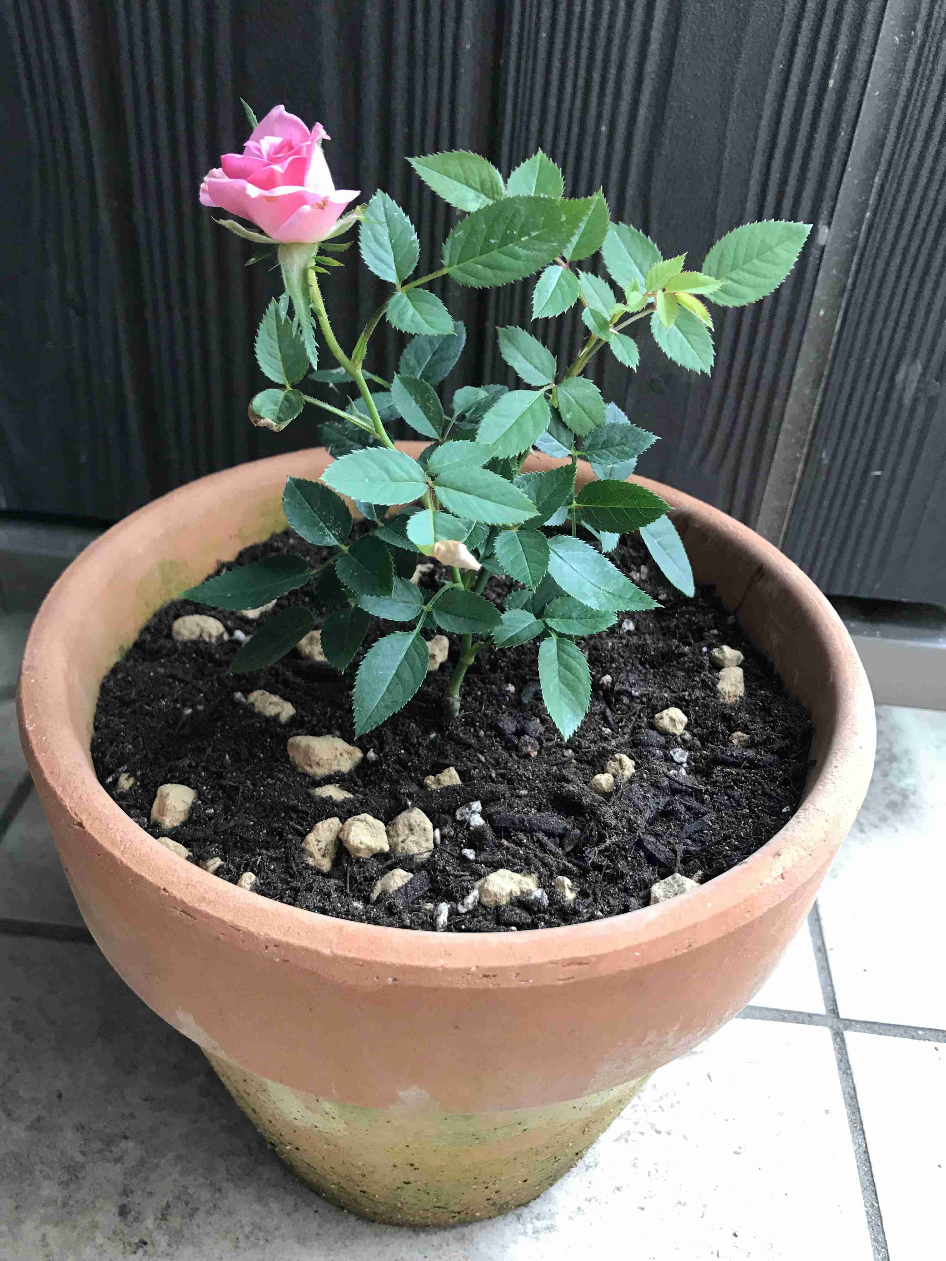 ガーデニング好きな人お話しましょう!