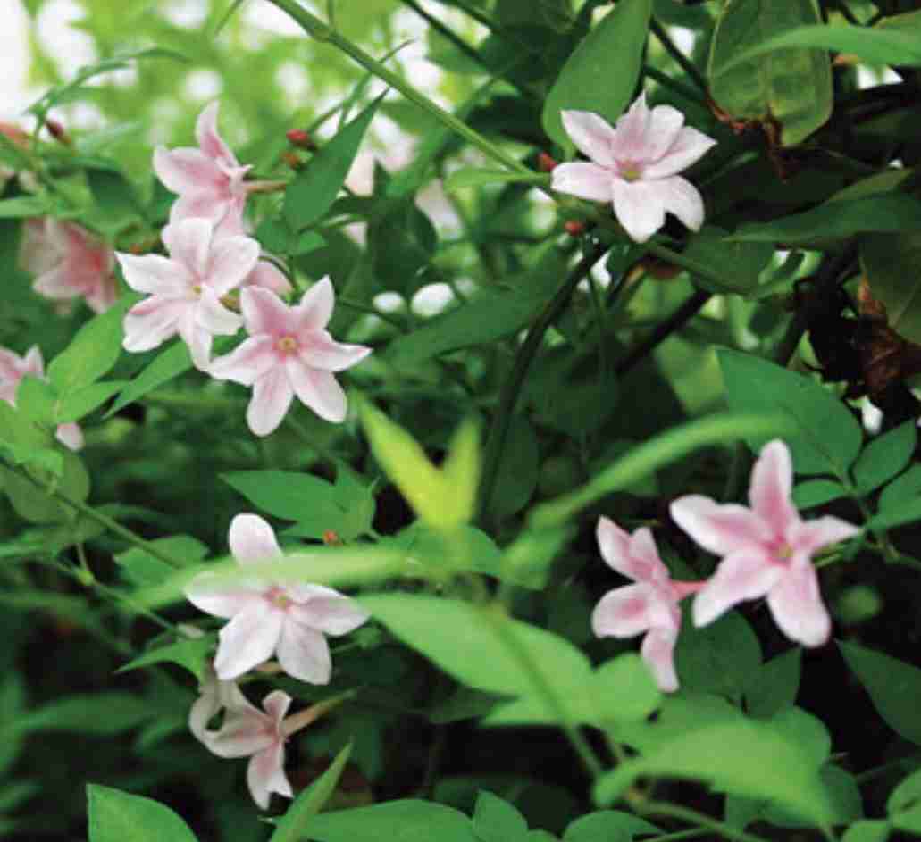 ガーデニング好きな人お話しましょう!