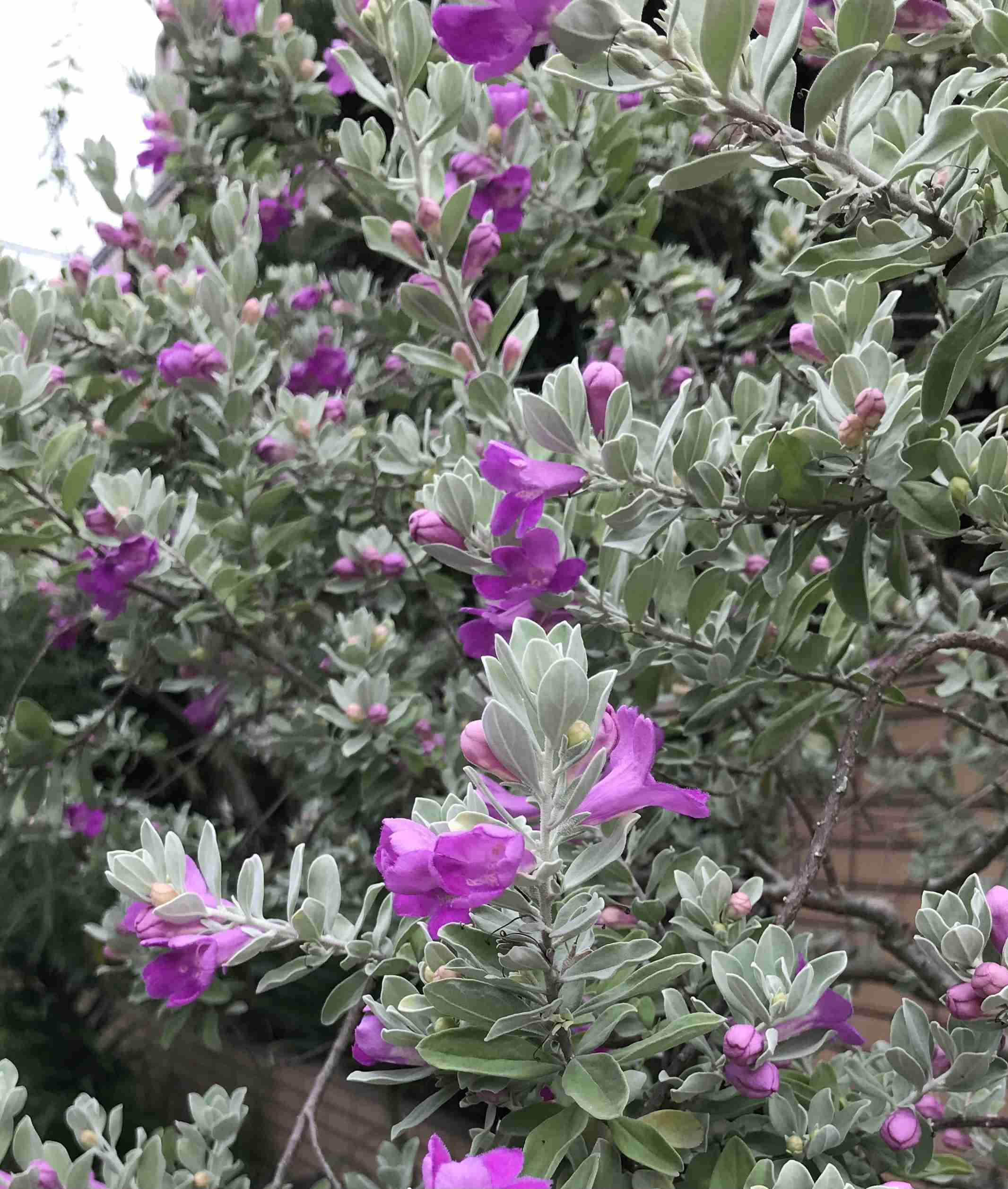 ガーデニング好きな人お話しましょう!