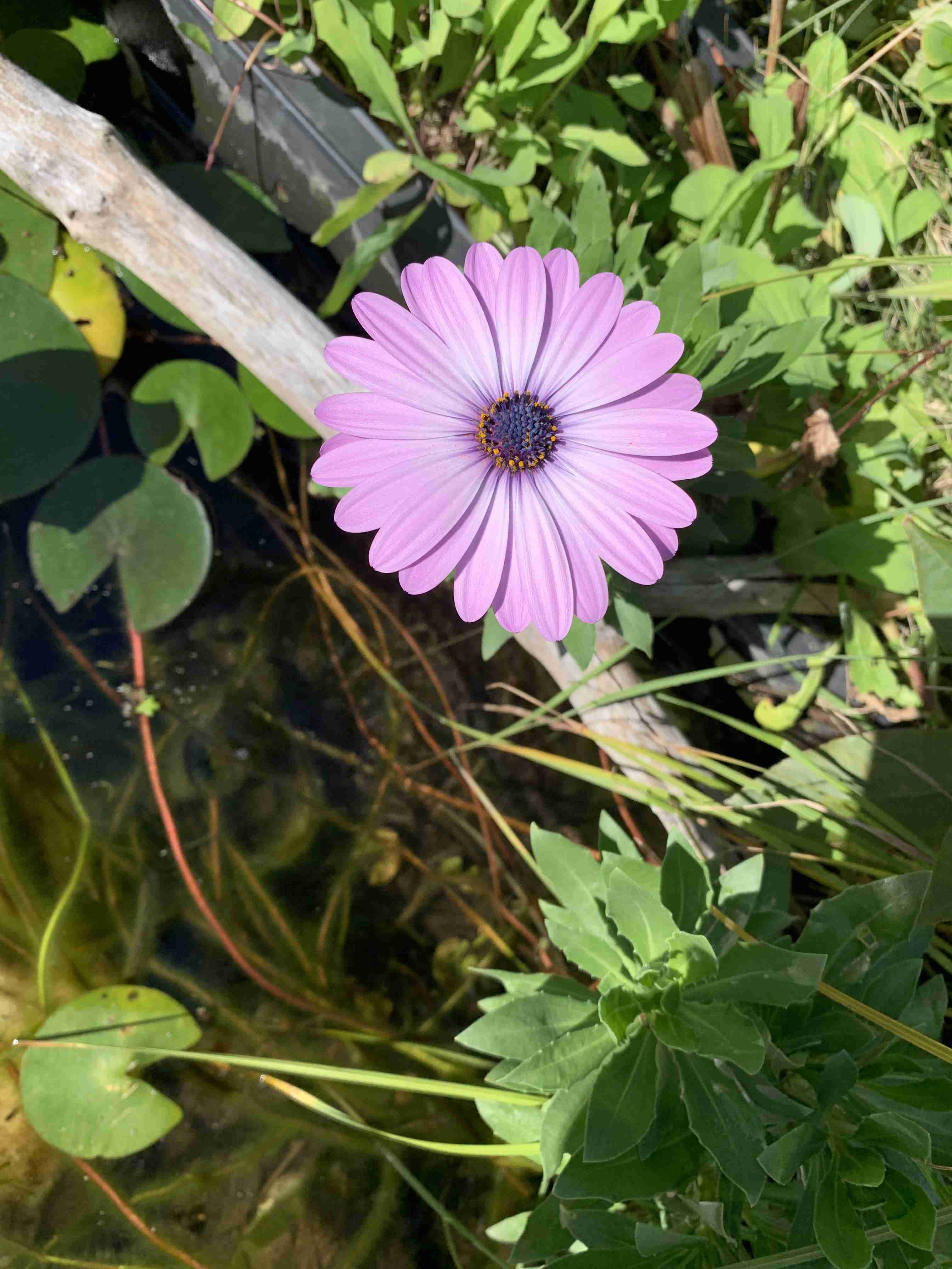 ガーデニング好きな人お話しましょう!