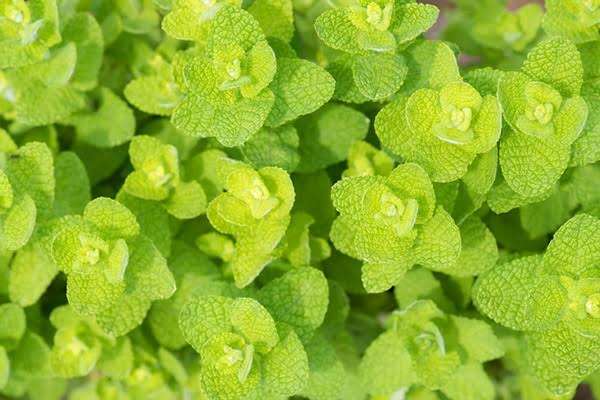 ガーデニング好きな人お話しましょう!