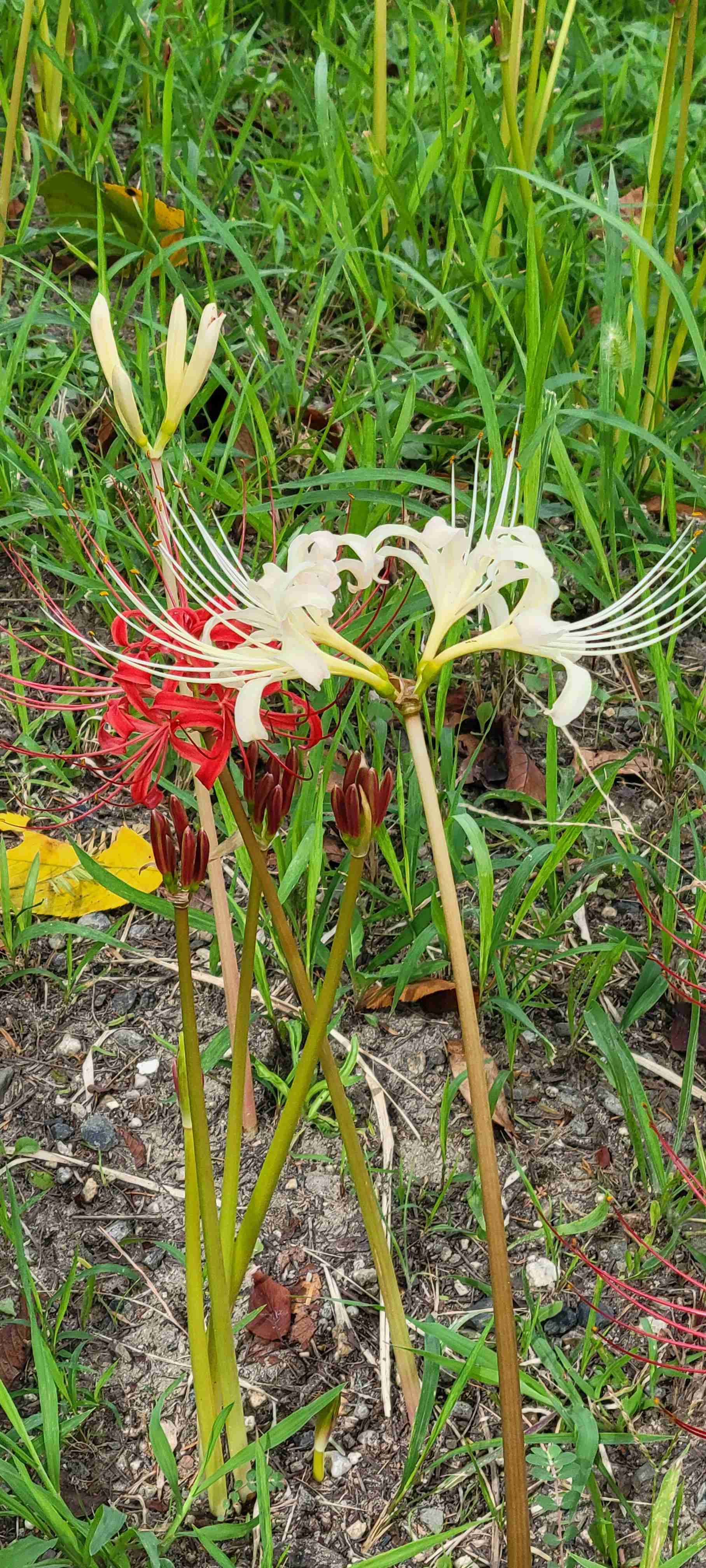 お金のかからない娯楽を教えてください