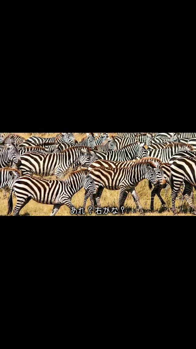 8年前に姿を消した愛馬と奇跡的な再会に全米感動 7万頭超の野生馬から発見