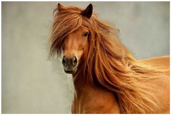 8年前に姿を消した愛馬と奇跡的な再会に全米感動 7万頭超の野生馬から発見