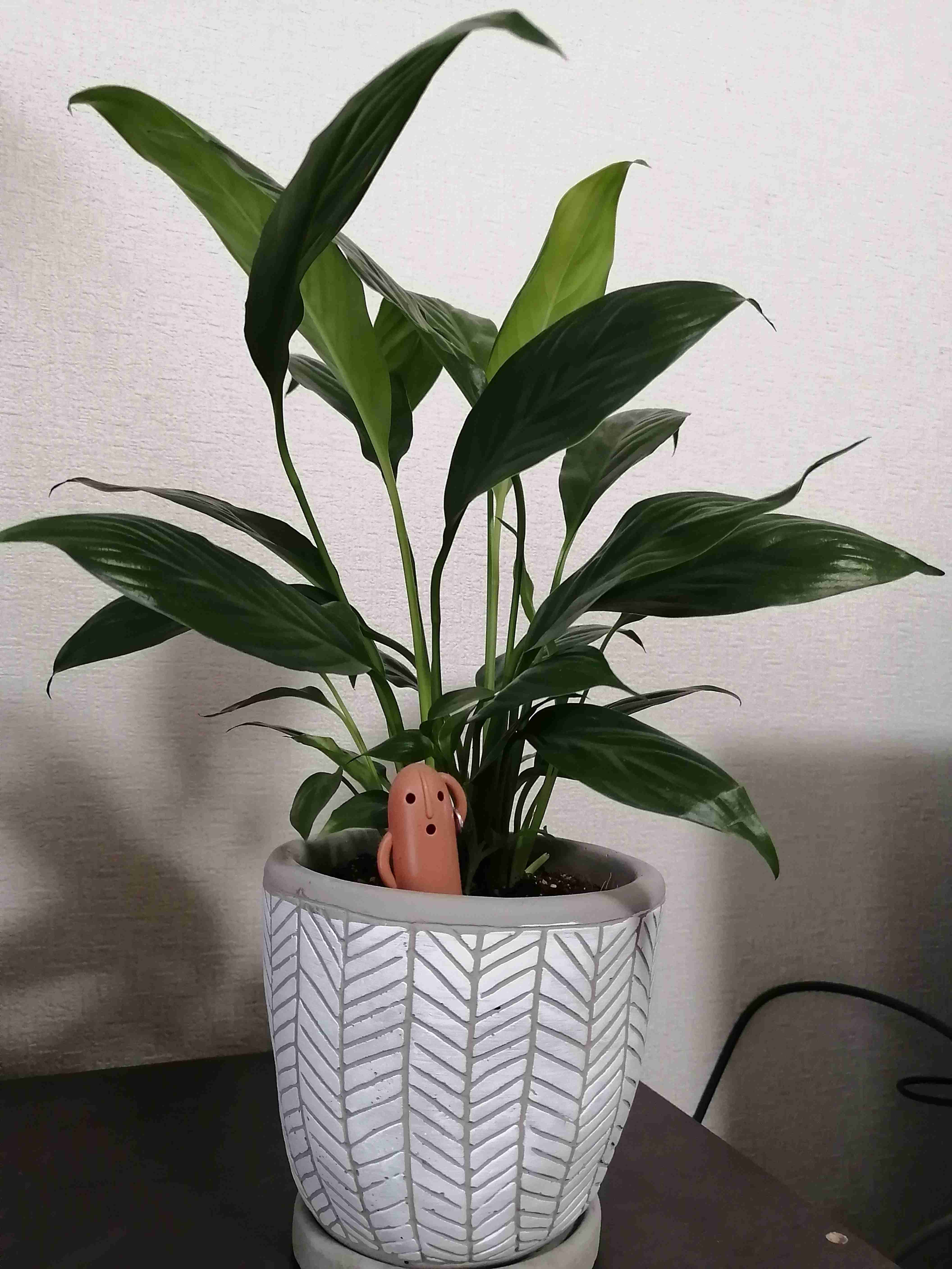 家の植物を見せてください