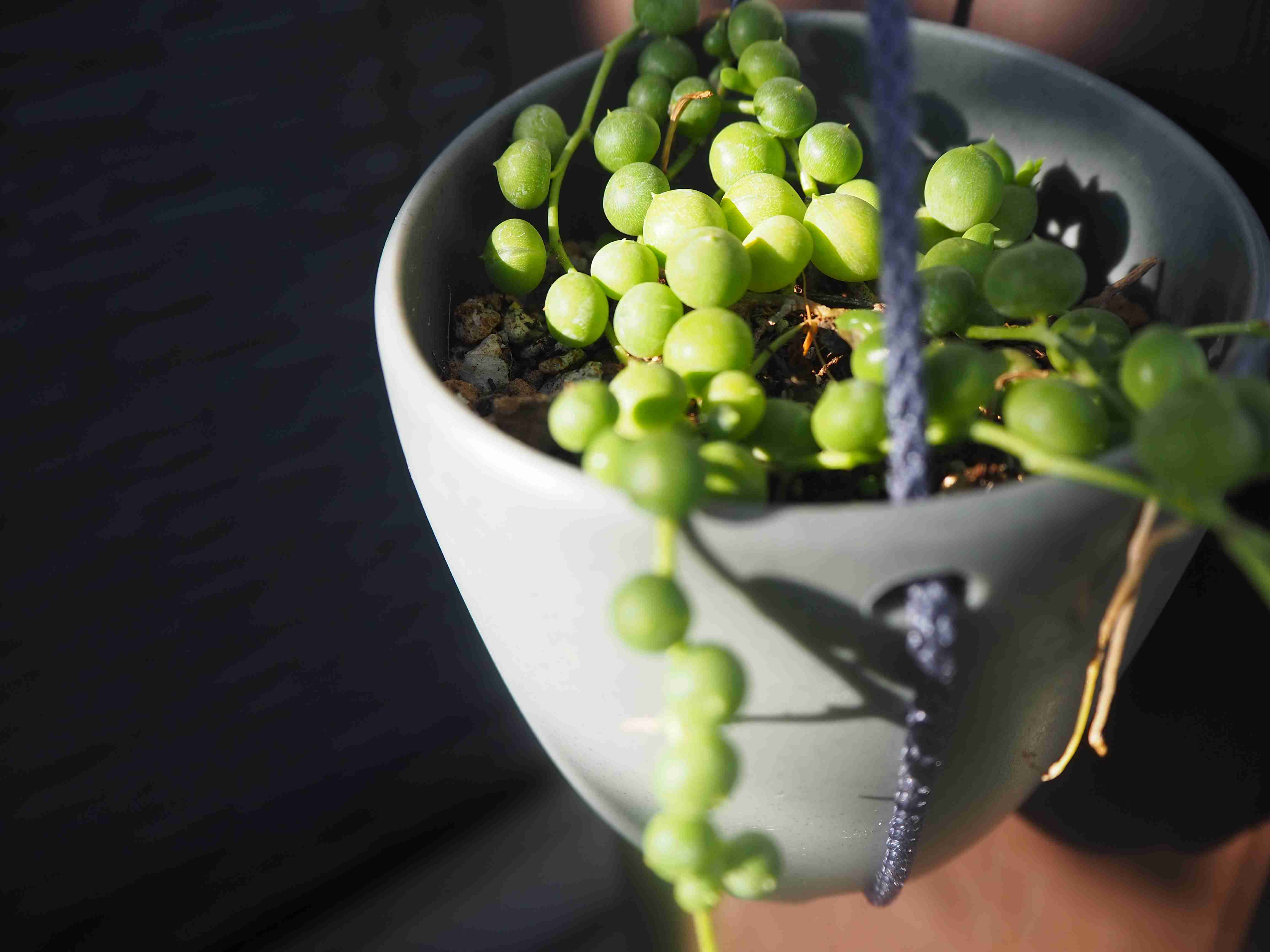 家の植物を見せてください