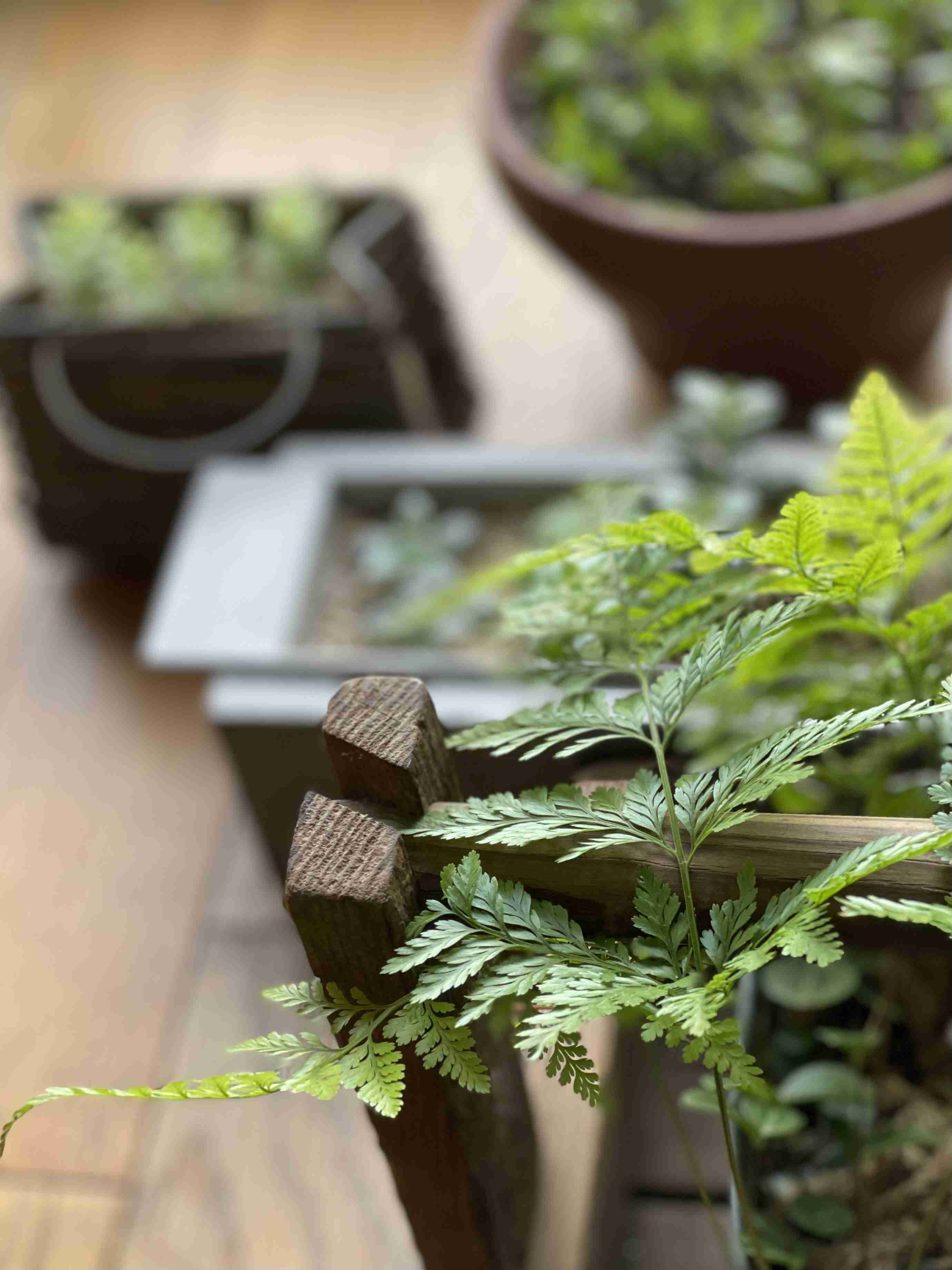 家の植物を見せてください