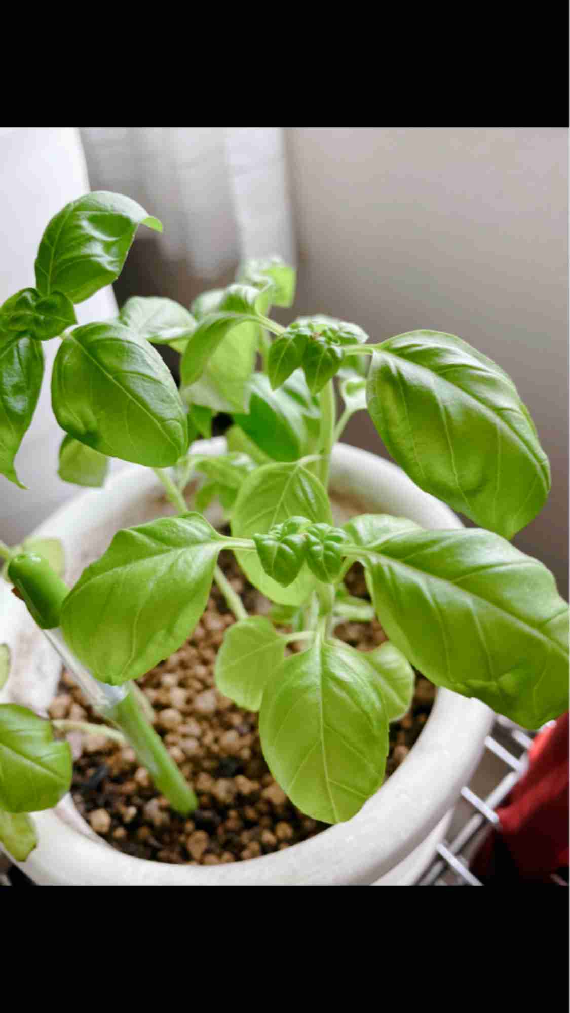 家の植物を見せてください