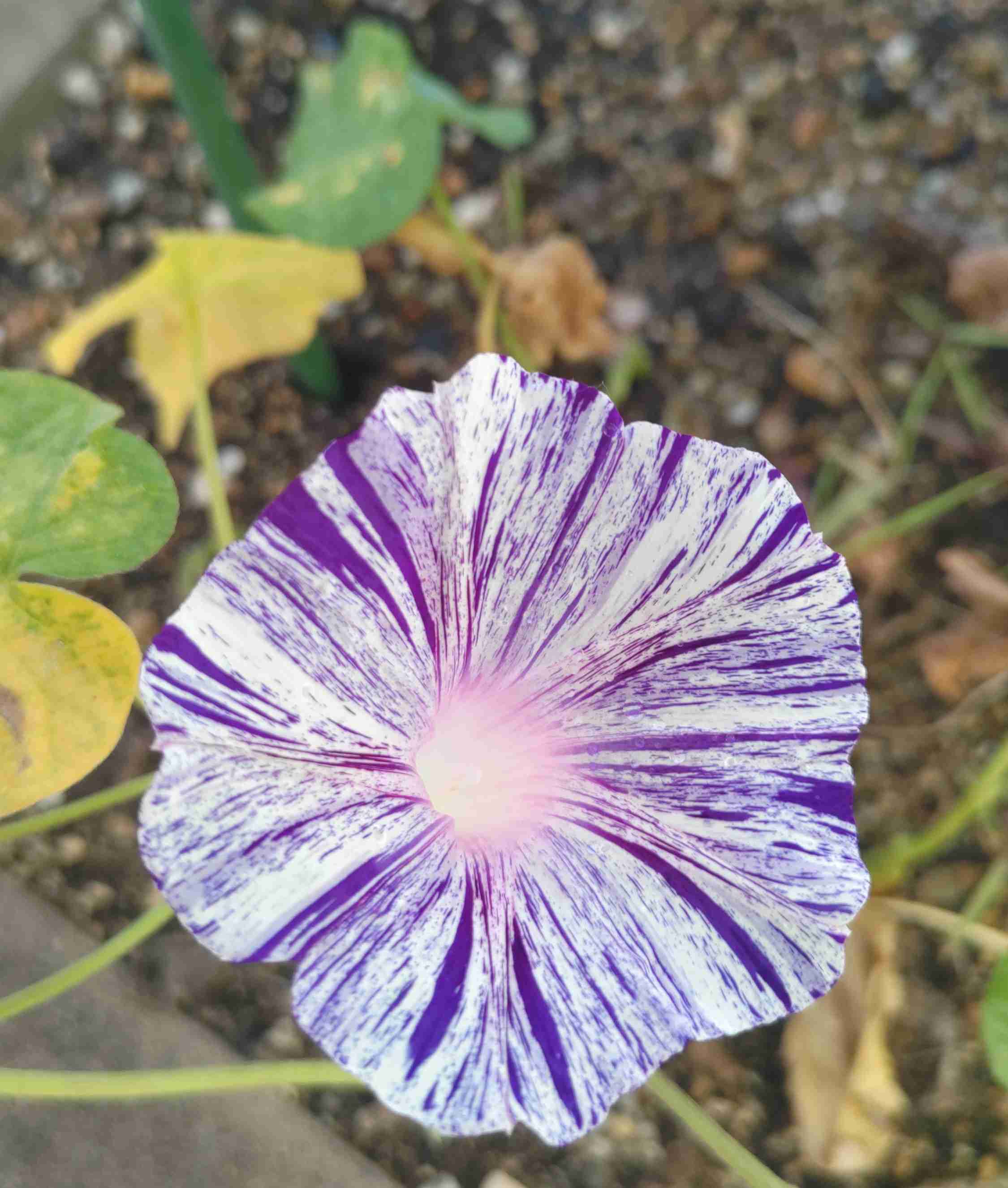 家の植物を見せてください