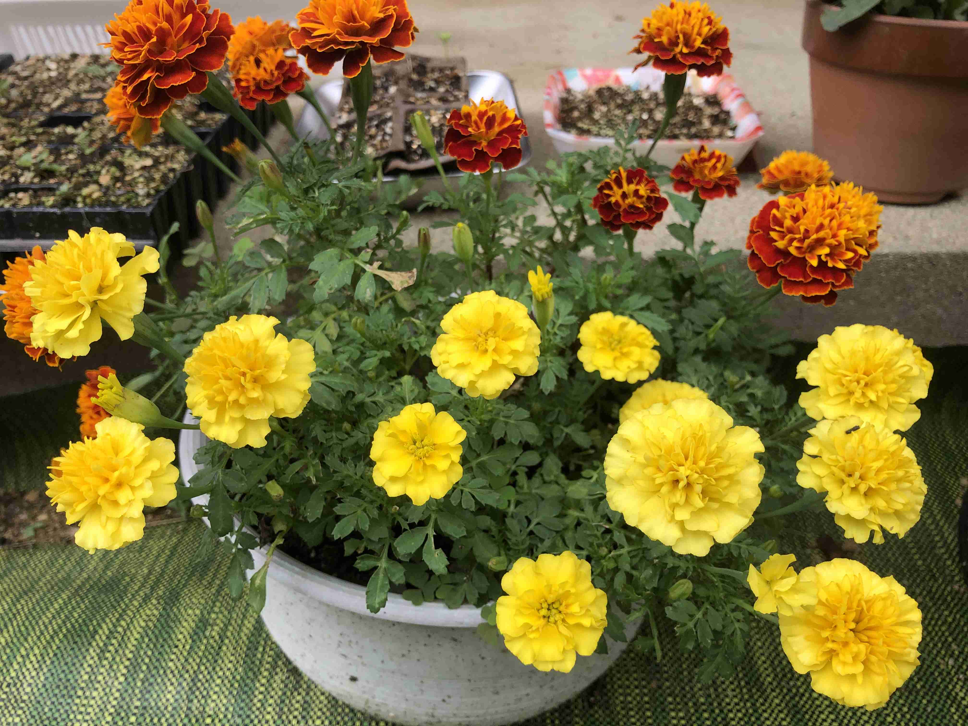 家の植物を見せてください