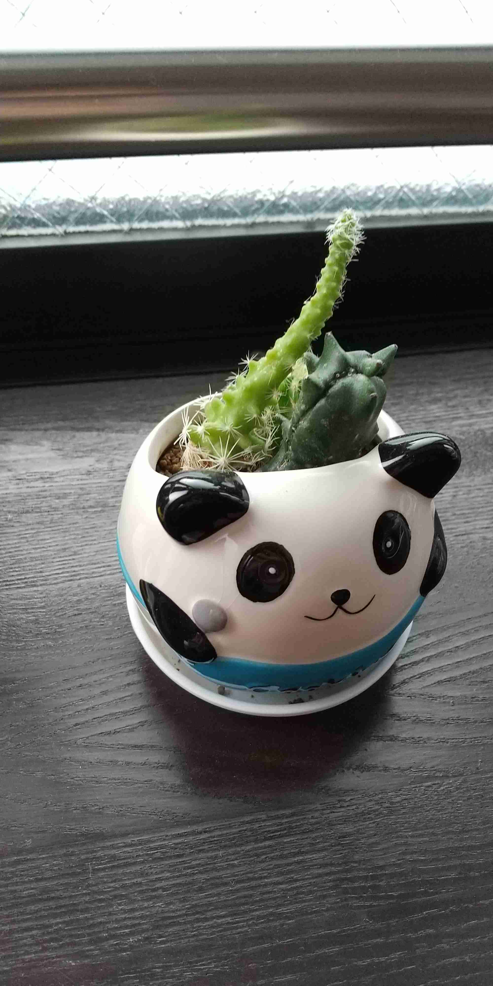 家の植物を見せてください