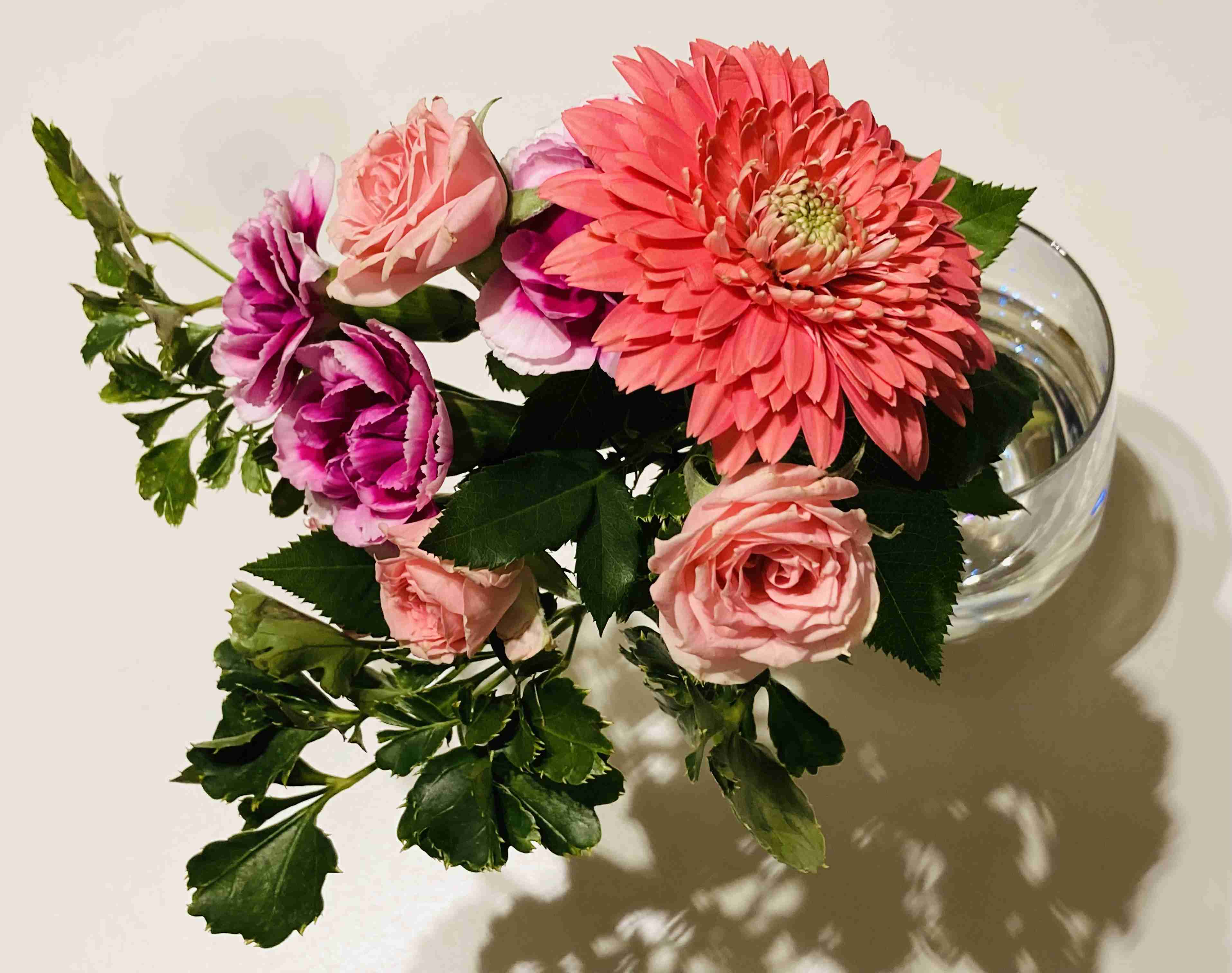 家の植物を見せてください