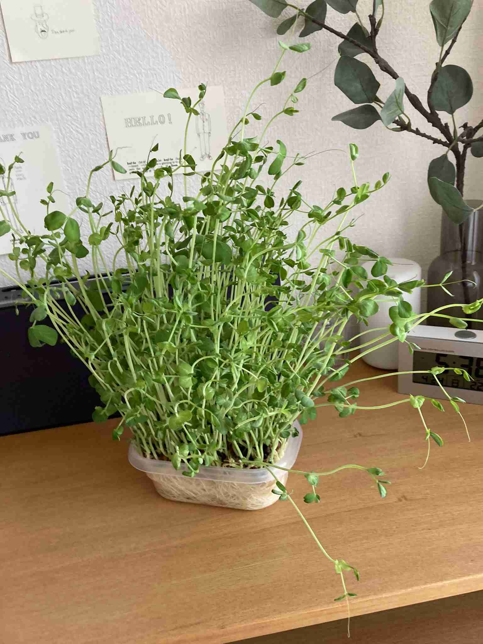 家の植物を見せてください