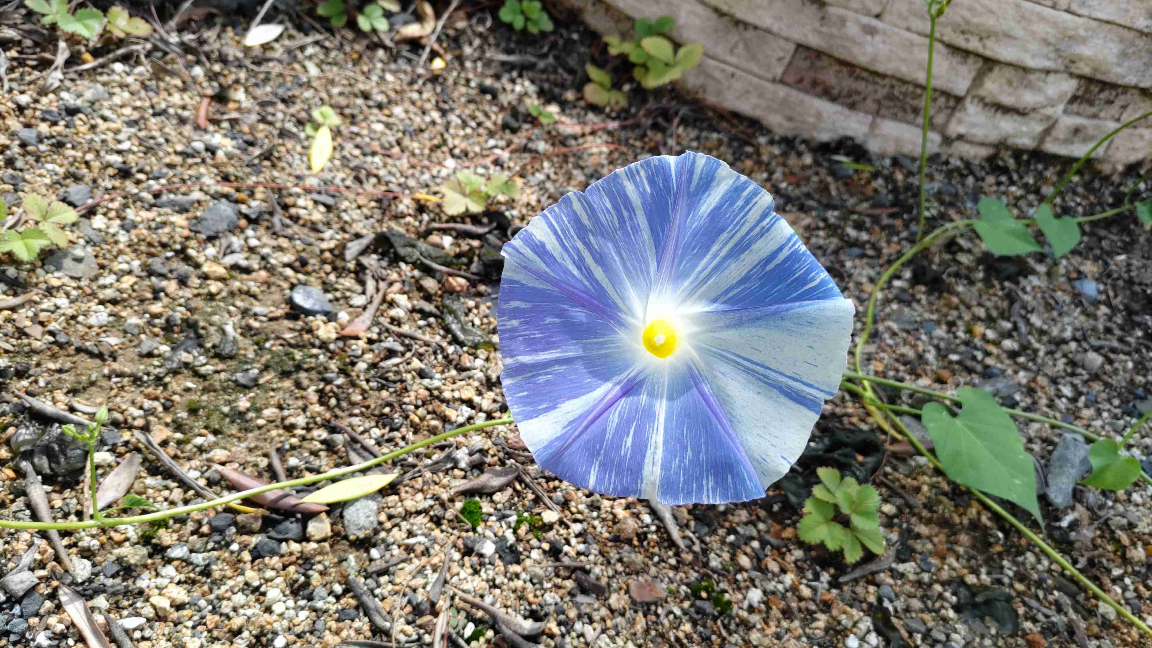 家の植物を見せてください