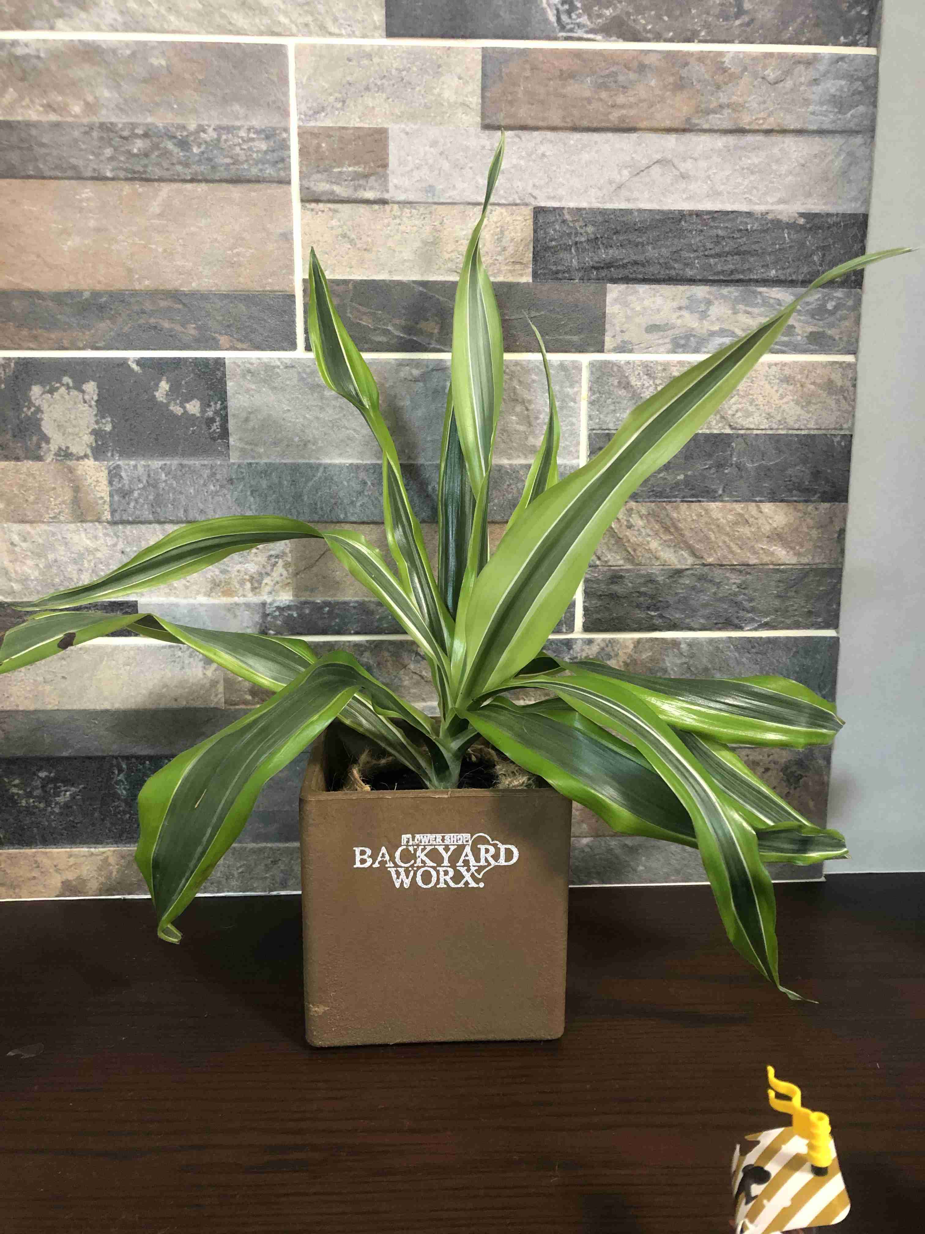 家の植物を見せてください