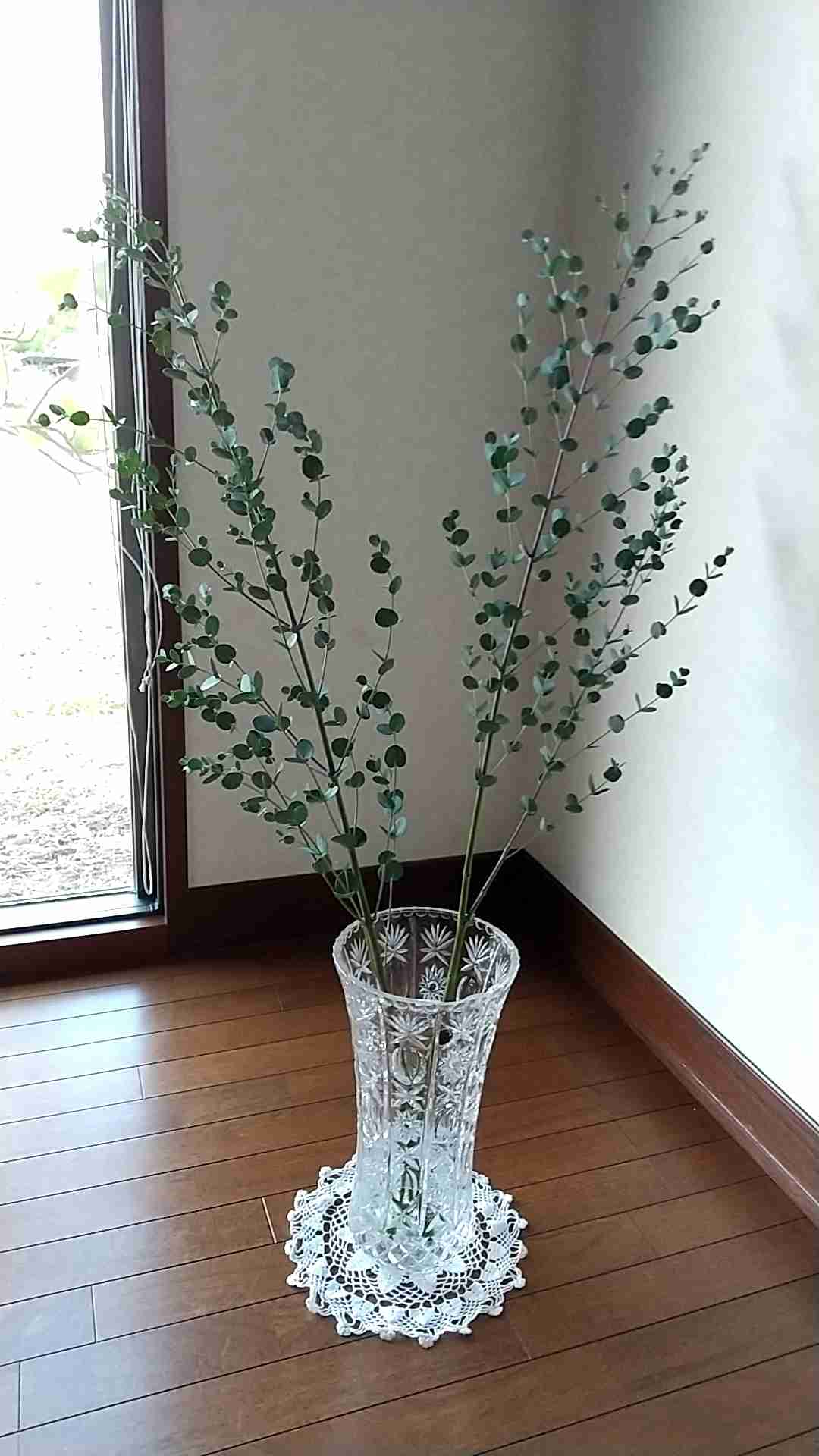 家の植物を見せてください