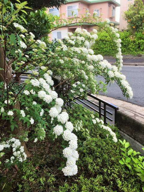 マイナーだけど魅力ある花〖植物〗