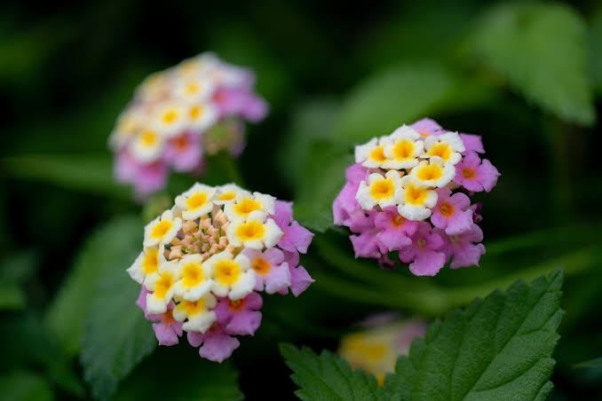 マイナーだけど魅力ある花〖植物〗