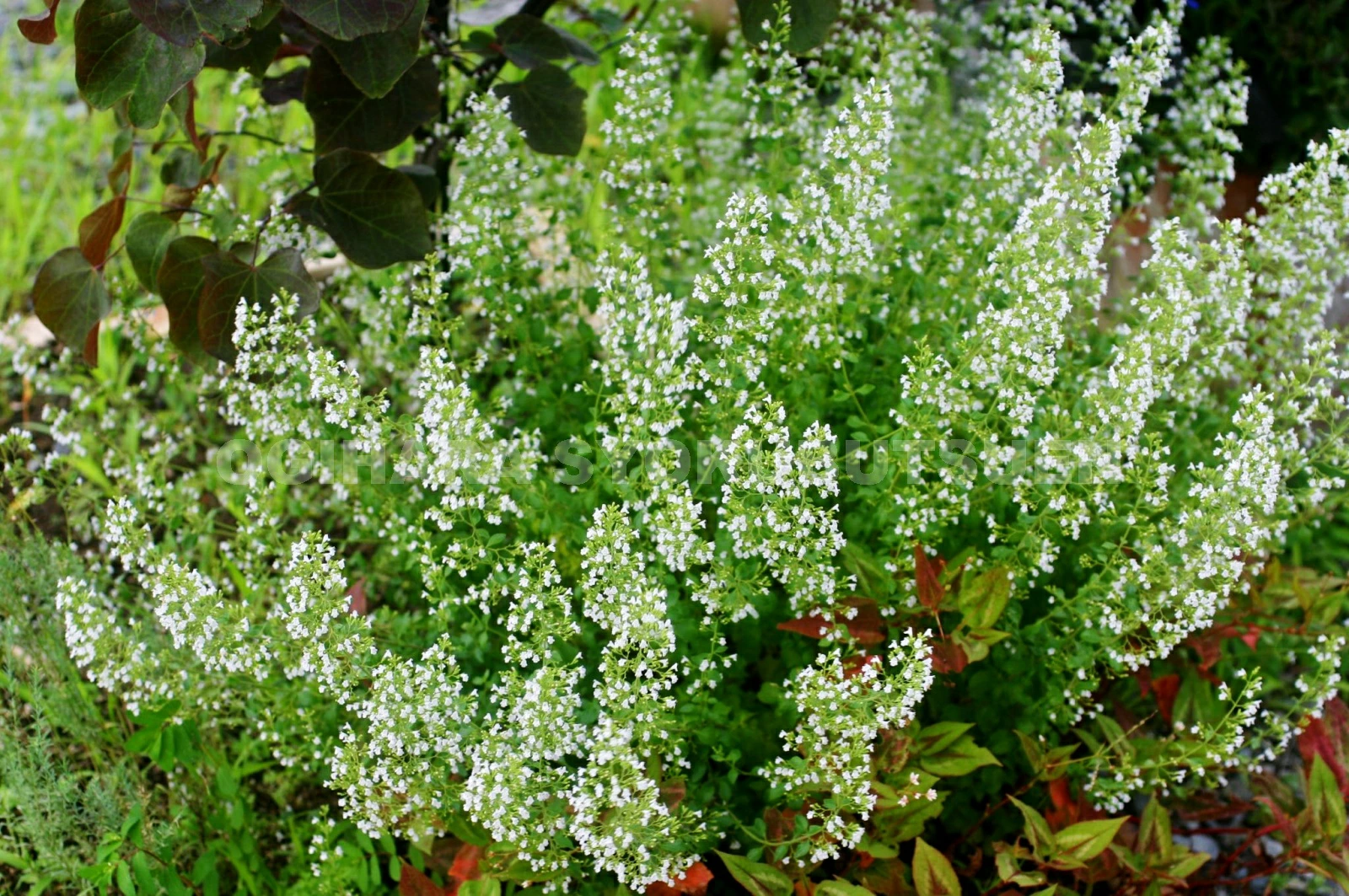 マイナーだけど魅力ある花〖植物〗