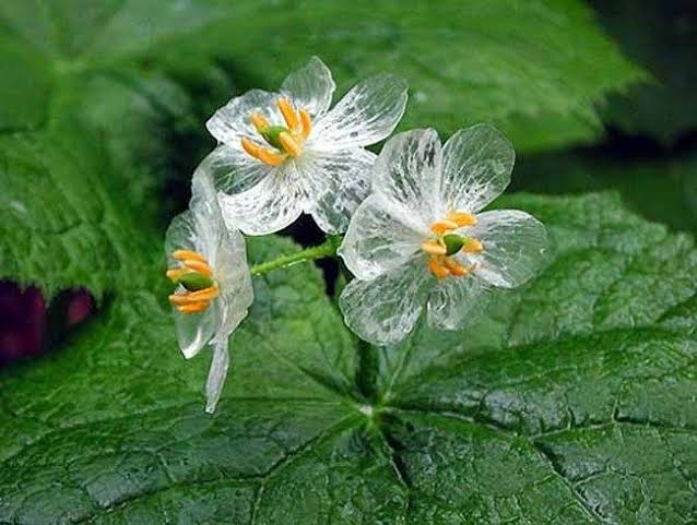 マイナーだけど魅力ある花〖植物〗