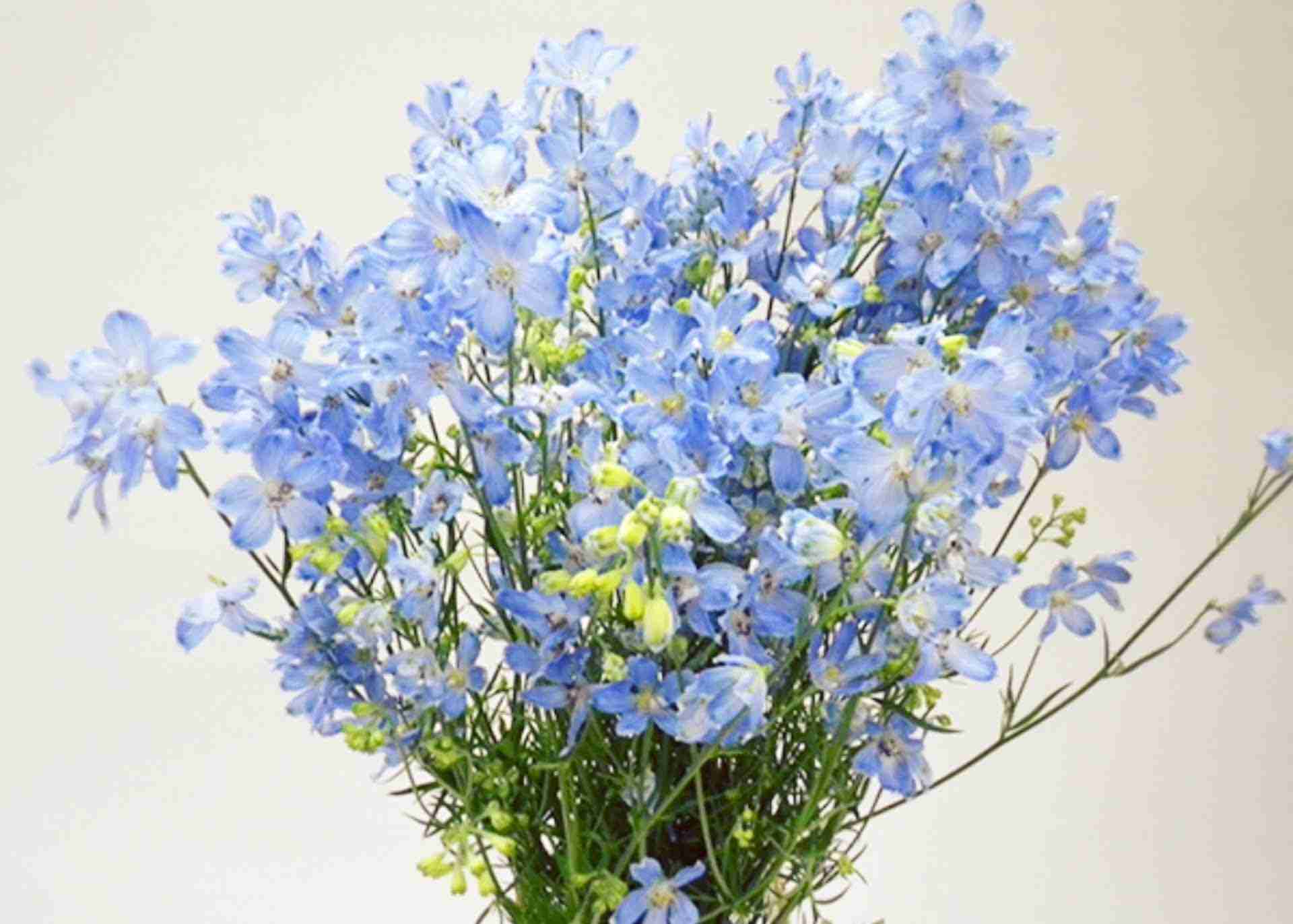 マイナーだけど魅力ある花〖植物〗