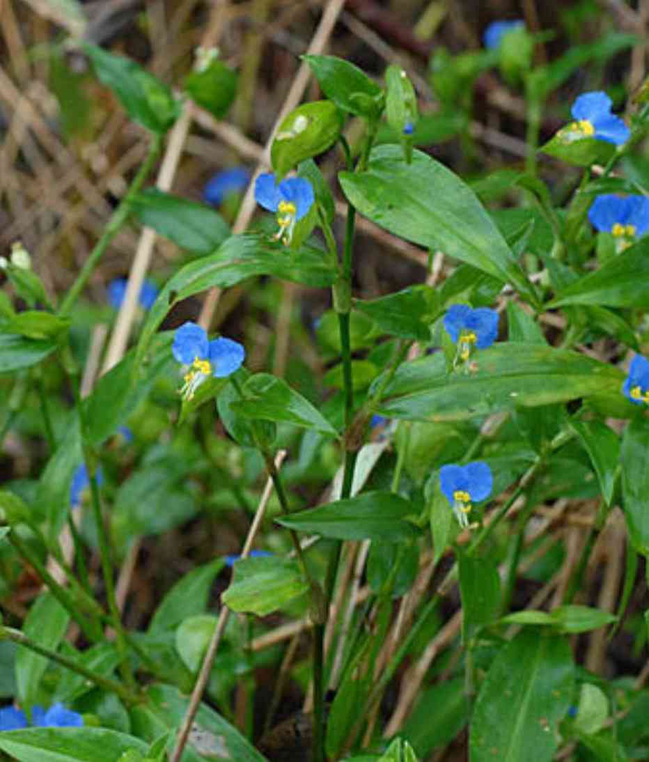 マイナーだけど魅力ある花〖植物〗