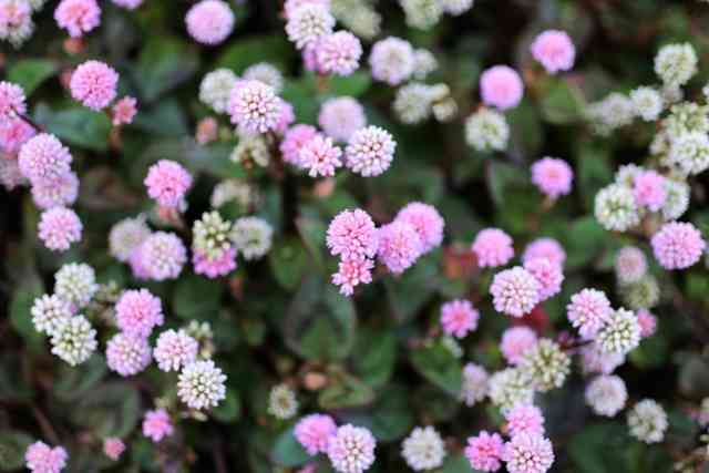 マイナーだけど魅力ある花〖植物〗