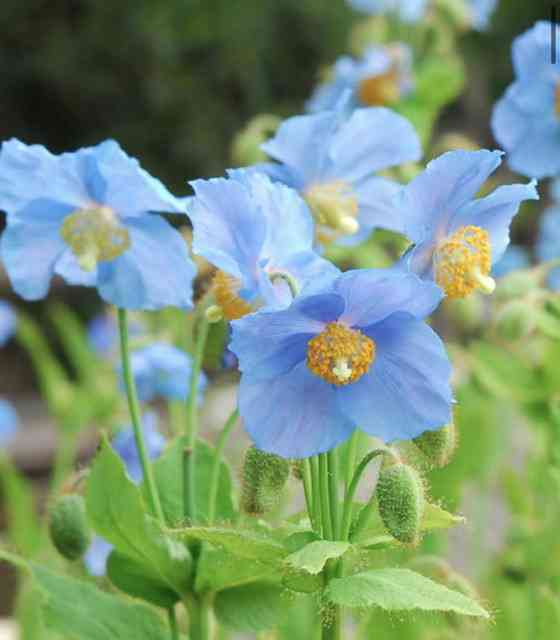 マイナーだけど魅力ある花〖植物〗