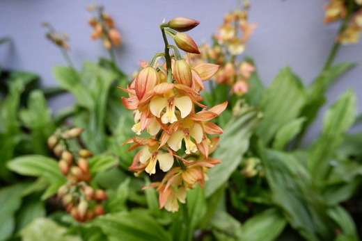 マイナーだけど魅力ある花〖植物〗