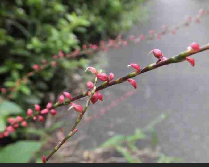 マイナーだけど魅力ある花〖植物〗