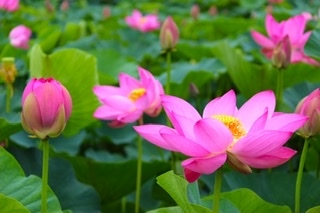 マイナーだけど魅力ある花〖植物〗