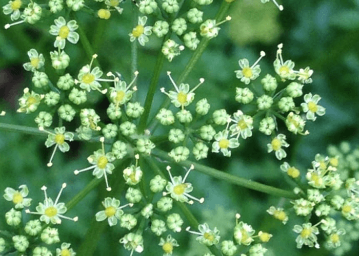 マイナーだけど魅力ある花〖植物〗