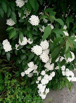 マイナーだけど魅力ある花〖植物〗